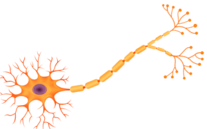 Single nerve cell