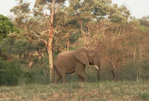 Lone bull elephant in Kruger Park