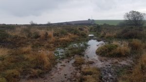 boggy ground