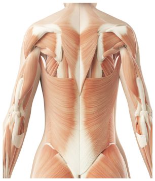 Back-pain-muscle Low back pain