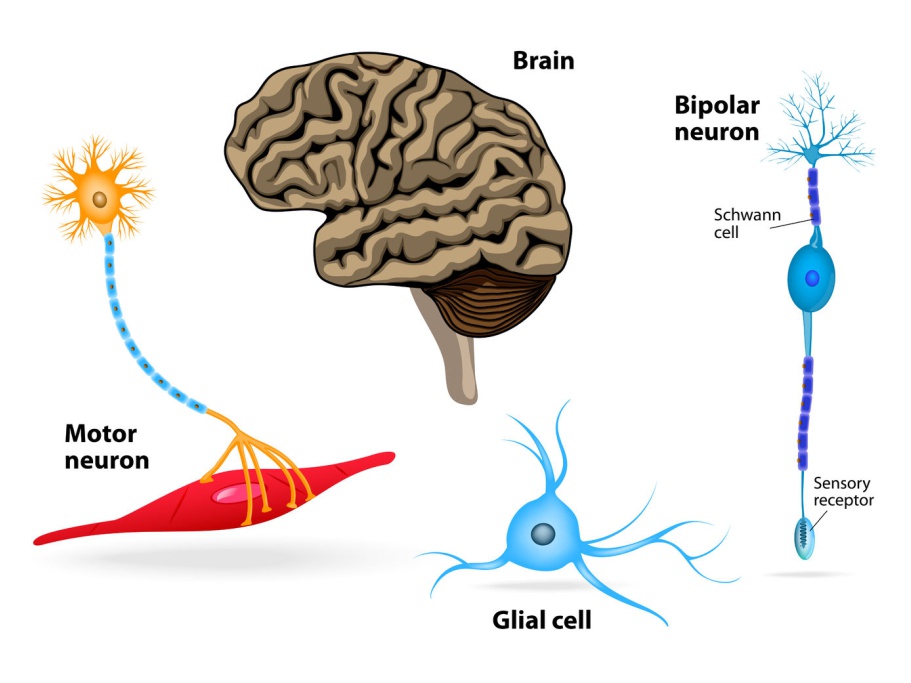 Nerve-Brain-Muscle-pain