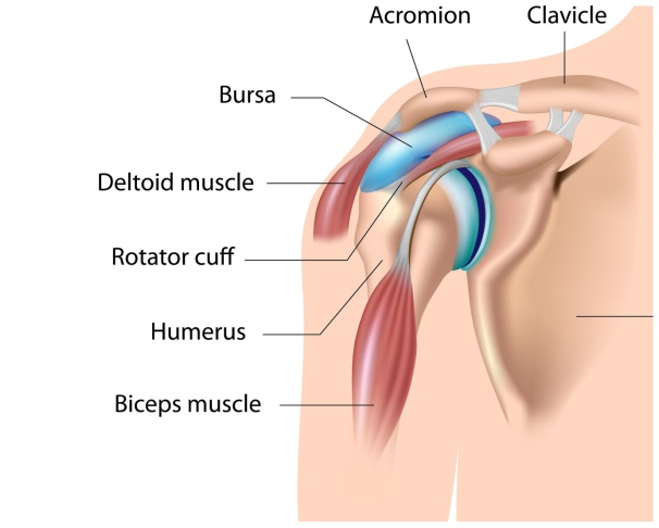 Shoulder-Anatomy-Tendon Slipped disc treatment