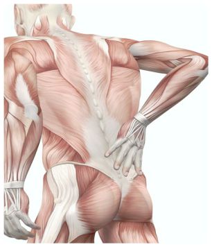 Slipped-disc-muscle