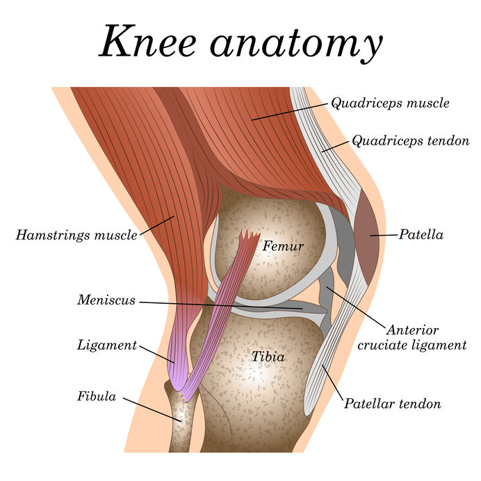 Anatomy of the knee